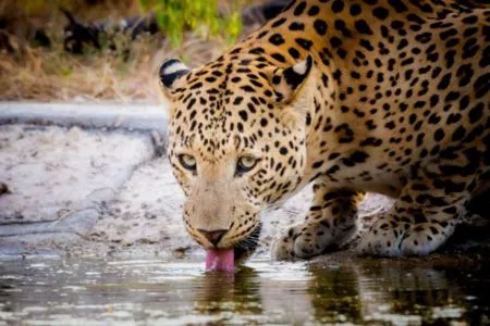 Leopard Safari India