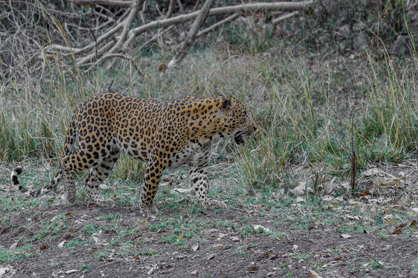 leopard at panna national park