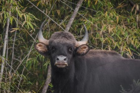 Indian Gaur in Kanha