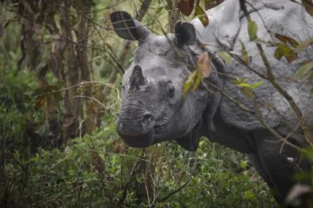 kaziranga national park