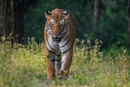 Tiger Safari India