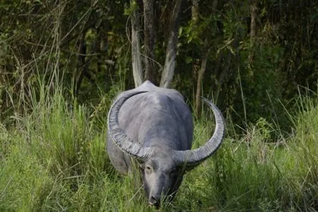 Water Buffalo