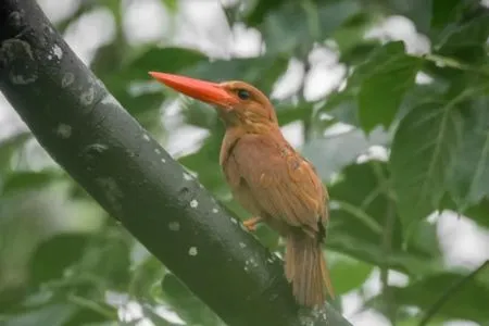 Rudy Kingfisher at Sunderbans