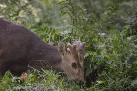 Swamp Deer