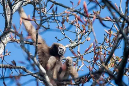 Hollock Gibbon