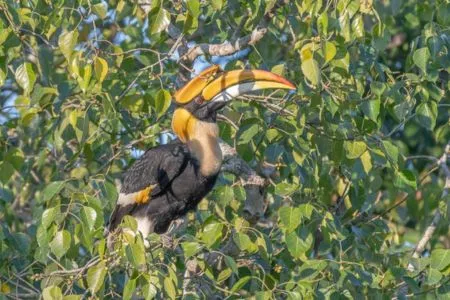 Great Hornbill