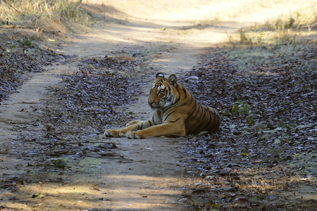 Tigers of Terrai Dudhwa Tiger Reserve