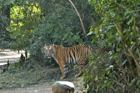 Jim Corbett Tiger