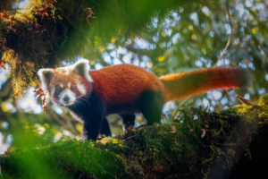 Red Panda Expedition Singalila National Park