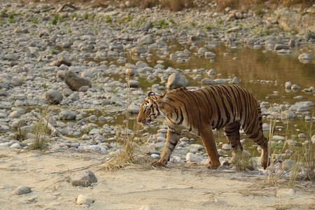 Dhikala Jim Corbett