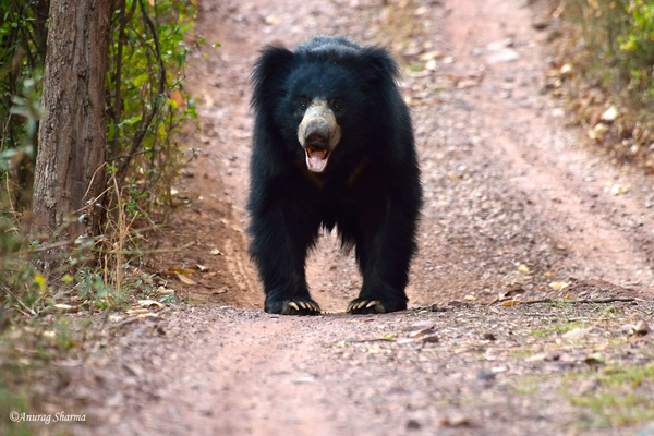 Sloth Bear at Satpura National Park