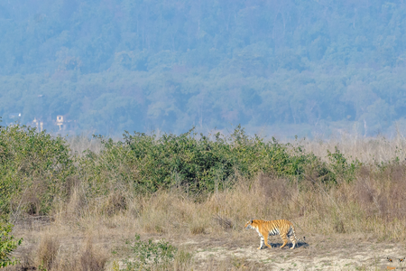 Jim Corbett Tiger Reserve