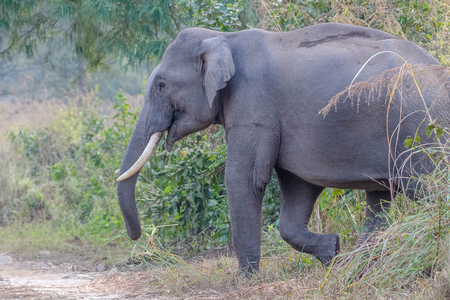 Asian Elephant in Jim Corbett