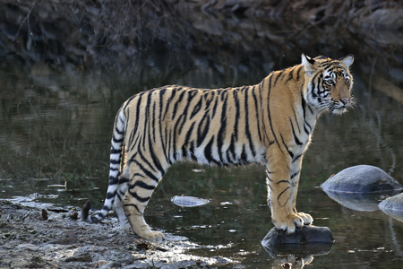 Ranthambore zone 2