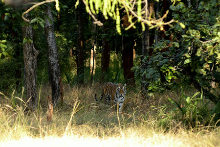 Wildlife in Central India