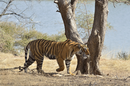 Zone 3 ranthambore