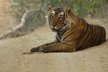 Ranthambhore Tiger Reserve