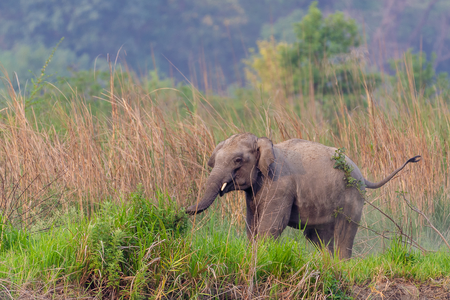 Elephant at Dudhwa Tiger Reserve