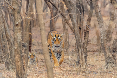 Ranthambhore Tiger Reserve