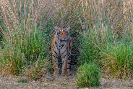 Tiger sighting Ranthambore