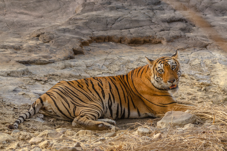 Arrowhead Ranthambore