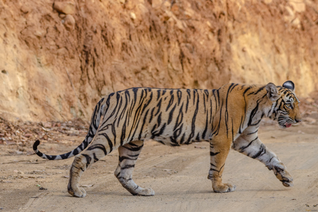 Tigers at Ranthambore