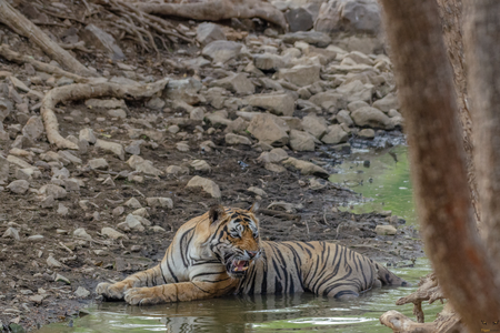 T 120 Ranthambore