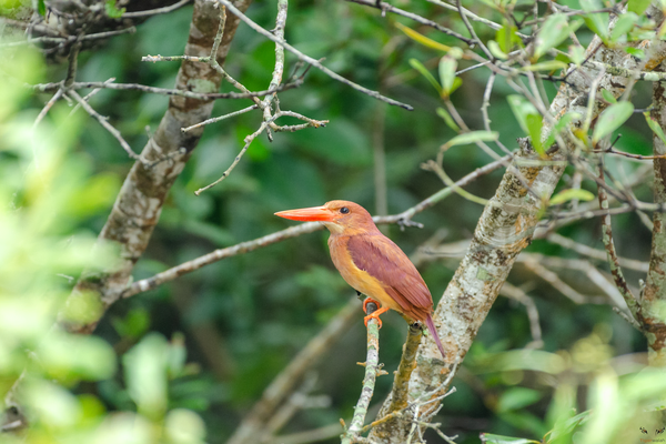 Sunderbans