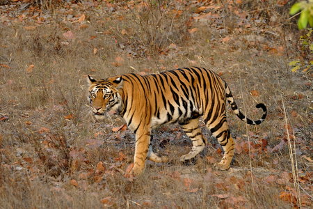 Tigers of Bandhvagrah