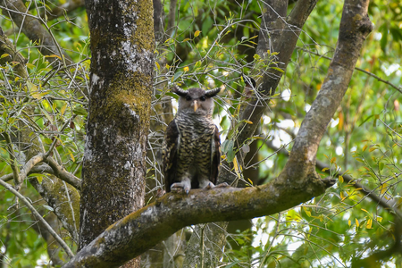 Spot Bellied Eagle Owl Jim Corbett