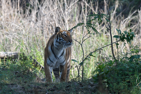 Tigers of Jim Corbett