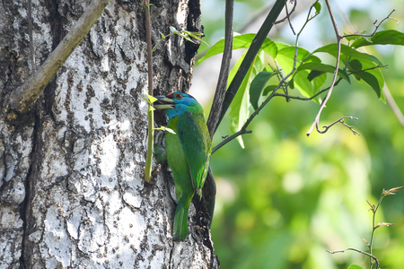 Birds at Jim Corbett