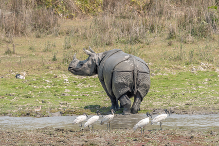 One Horned Rhino