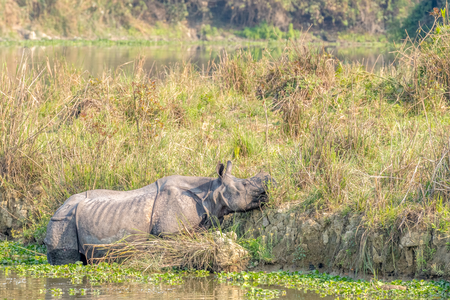 Kaziranga National Park