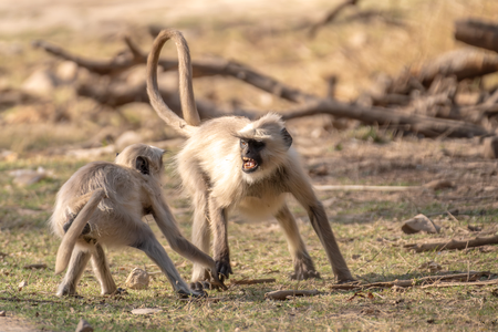 Grey Langur