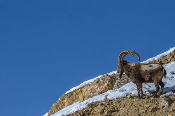 Wildlife in HImalayas