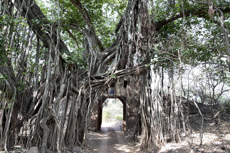 Ranthambore National Park