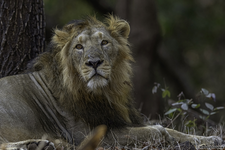 Gir National Park