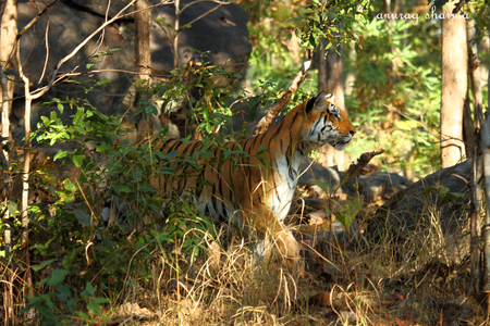 Pench Tiger Reserve