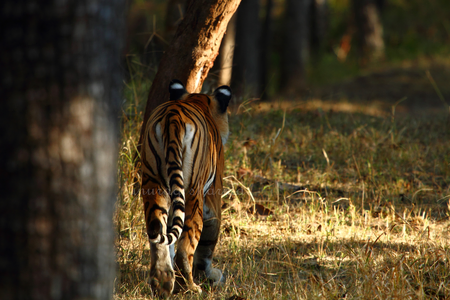 Pench Tiger Reserve