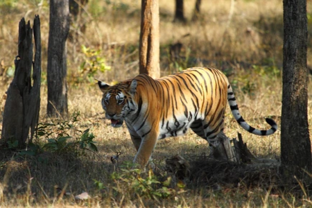 Pench Tiger Reserve