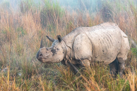 One Horned Rhino at Dudhwa Tiger Reserve