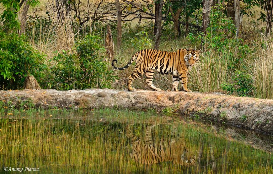 Bandhavgarh Tiger Reserve