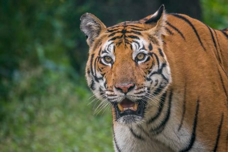 Kanha Tiger Reserve