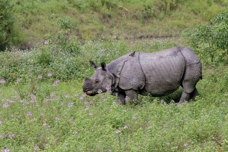 Kaziranga Tiger Reserve