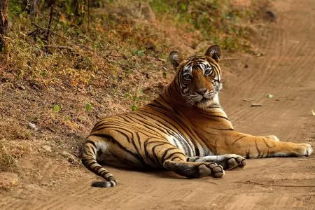 Ranthambore Tiger Reserve