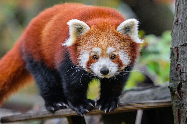 Red Panda Singalila National Park