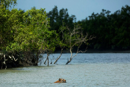 Tigers in Sundarbans National Park