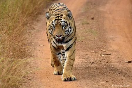 Tadoba Andhari Tiger Reserve