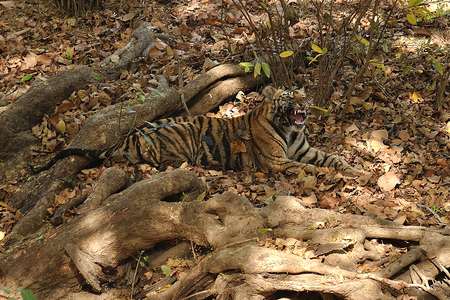 Tala Zone Bandhavgarh